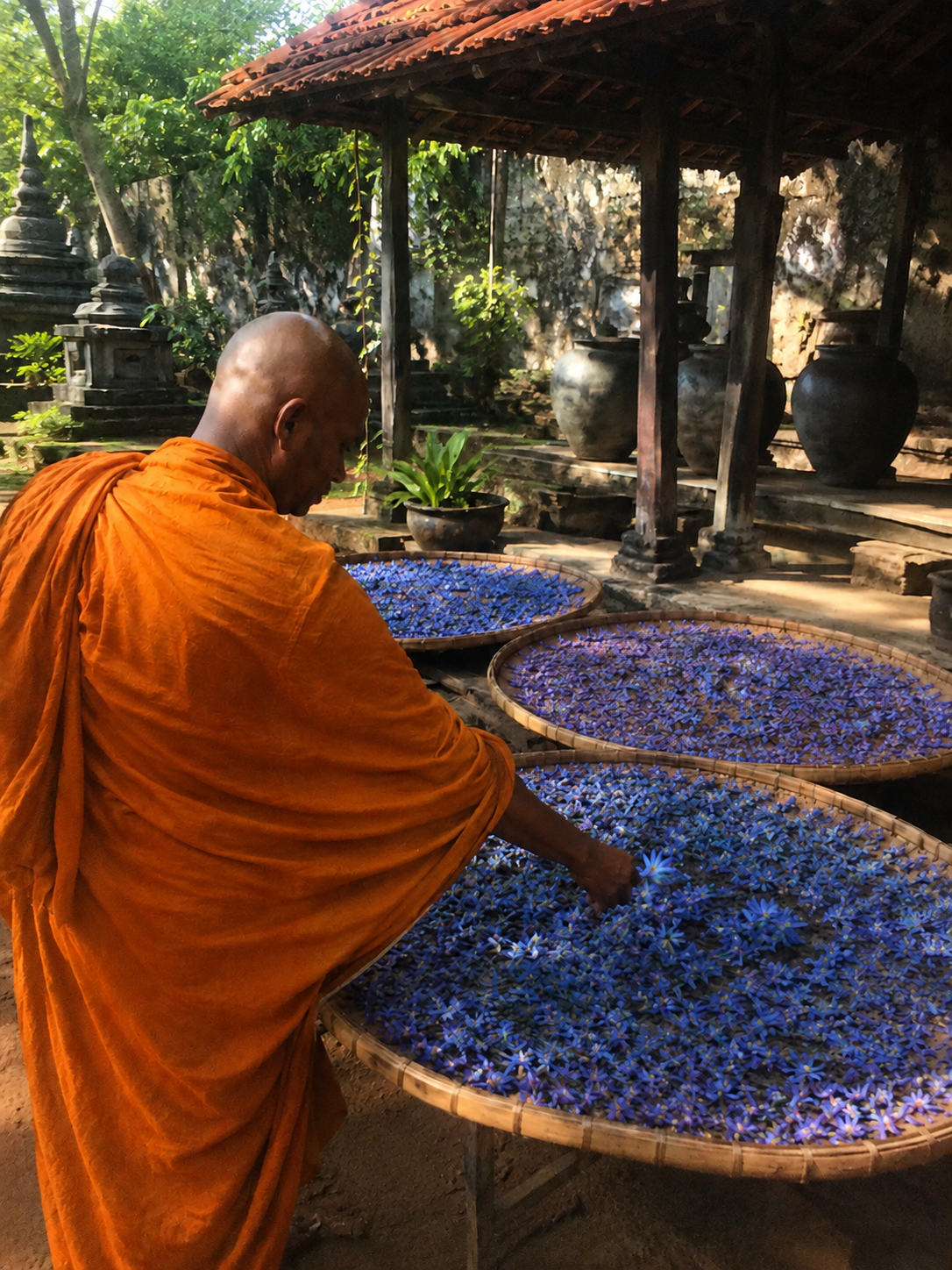 Helvena Blue Lotus™ – Tè ai fiori di loto blu